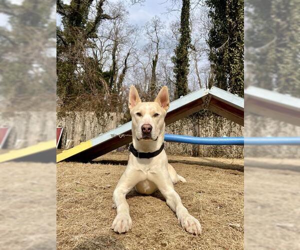 Medium Photo #2 Carolina Dog-Unknown Mix Puppy For Sale in Dedham, MA, USA