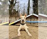 Small #1 Carolina Dog Mix