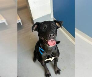 Labrador Retriever-Unknown Mix Dogs for adoption in Visalia, CA, USA