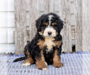 Bernedoodle (Miniature) Puppy for sale in HONEY BROOK, PA, USA