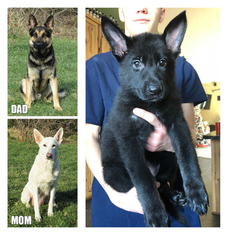 German Shepherd Dog Puppy for sale in RUSH CITY, MN, USA