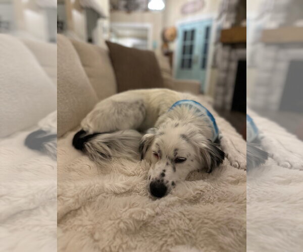 Medium Photo #11 Australian Shepherd-Unknown Mix Puppy For Sale in Sandy, UT, USA