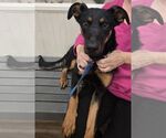 Small Australian Kelpie-Doberman Pinscher Mix