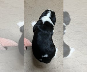English Springer Spaniel Puppy for Sale in LOOKOUT MOUNTAIN, Tennessee USA