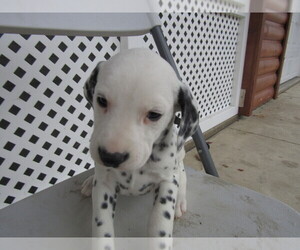 Dalmatian Puppy for sale in FORT WAYNE, IN, USA