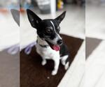 Small #1 Rat Terrier