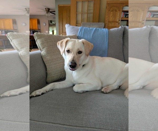 Medium Photo #4 Labrador Retriever-Unknown Mix Puppy For Sale in Des Moines, IA, USA