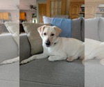Small #3 Labrador Retriever Mix