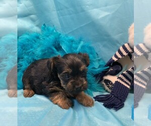 Yorkshire Terrier Puppy for sale in TALALA, OK, USA