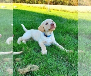 Labrador Retriever Puppy for sale in WILLARD, WI, USA