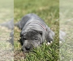 Small Photo #19 Great Dane Puppy For Sale in PINNACLE, NC, USA