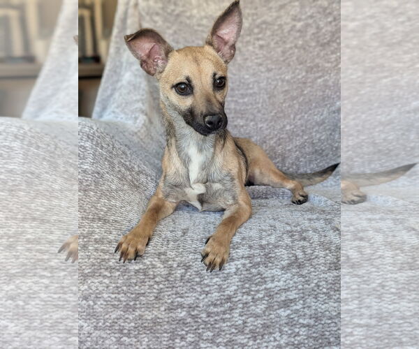 Medium Photo #6 Mutt Puppy For Sale in Oakhurst, NJ, USA