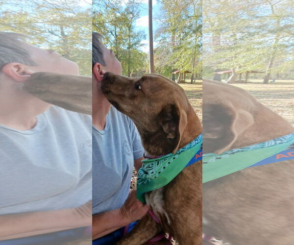 Medium Photo #5 Labrador Retriever-Unknown Mix Puppy For Sale in Monticello, MS, USA