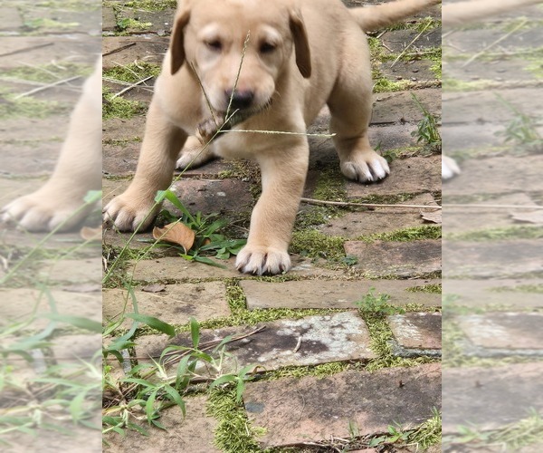 Medium Photo #14 Labrador Retriever Puppy For Sale in ELIZABETH CITY, NC, USA