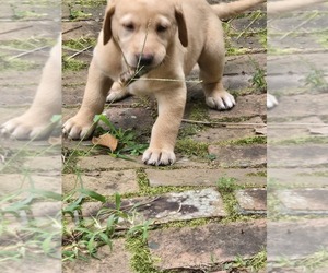 Medium Labrador Retriever