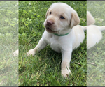 Small Photo #2 Labrador Retriever Puppy For Sale in GIBSONVILLE, NC, USA