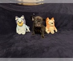 Puppy Green Collar French Bulldog