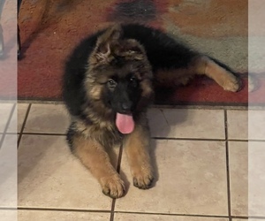 German Shepherd Dog Puppy for Sale in FORT MYERS, Florida USA