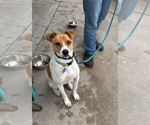 Red Heeler-Unknown Mix Dogs for adoption in New London, WI, USA