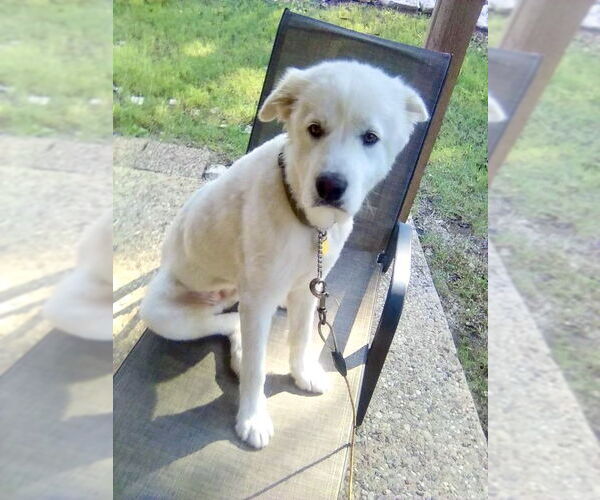 Medium Photo #7 Great Pyrenees Puppy For Sale in Spring, TX, USA