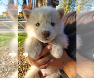 Siberian Husky Puppy for sale in RIVERSIDE, CA, USA