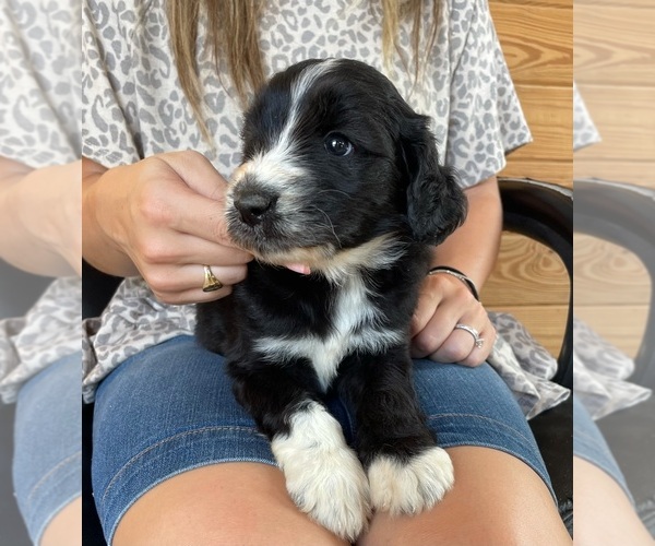 Medium Photo #4 F2 Aussiedoodle Puppy For Sale in BERLIN, NJ, USA
