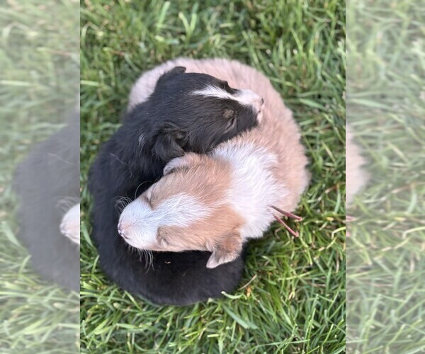 Medium Photo #4 Border Collie Puppy For Sale in MESA, WA, USA