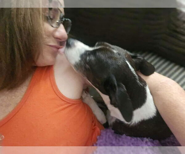 Medium Photo #9 Boston Terrier-Unknown Mix Puppy For Sale in Wakefield, RI, USA