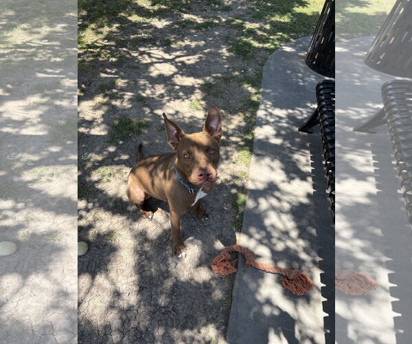Medium Photo #2 Labrador Retriever-Unknown Mix Puppy For Sale in Rowlett, TX, USA