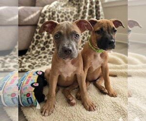 American Staffordshire Terrier-Unknown Mix Dogs for adoption in Lakewood, CO, USA