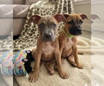 Natalie - Female American Staffordshire Terrier-Unknown Mix Dog for Adoption - Small photo