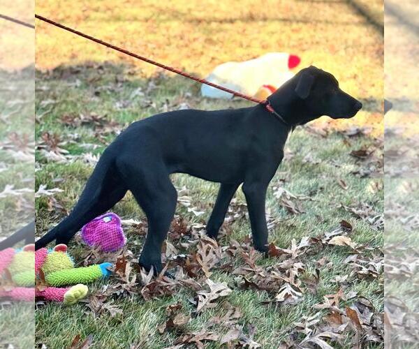 Medium Photo #4 Catahoula Leopard Dog-Labrador Retriever Mix Puppy For Sale in Yardley, PA, USA