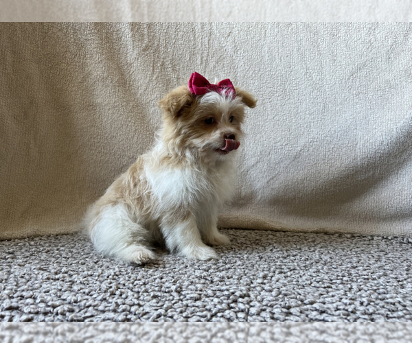 Medium Photo #2 Shiranian Puppy For Sale in CALLAO, MO, USA