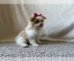 Small Photo #2 Shiranian Puppy For Sale in CALLAO, MO, USA