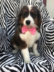 Miniature Bernedoodle Puppy for sale in EAST EARL, PA, USA