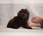 Small #4 ShihPoo