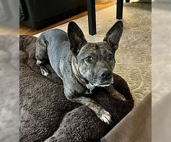 Medium Photo #4 American French Bull Terrier Puppy For Sale in Dana Point, CA, USA