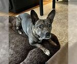 Small #3 American French Bull Terrier