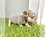 Small Photo #31 French Bulldog Puppy For Sale in ATHERTON, CA, USA