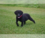 Puppy Gwenda Labrador Retriever