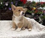 Small Pembroke Welsh Corgi