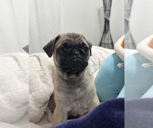 Pug Puppy for sale in RIALTO, CA, USA