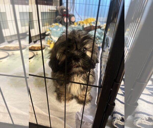 Medium Photo #2 Lhasa Apso Puppy For Sale in Wheaton, IL, USA