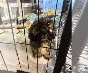 Cowboy - Male Lhasa Apso Dog for Adoption - Photo #2