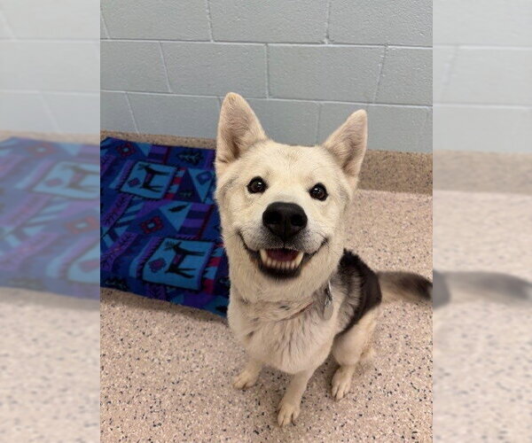 Medium Photo #1 Siberian Husky Puppy For Sale in Brighton, CO, USA
