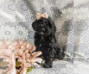 Cockapoo Puppy for sale in NOTTINGHAM, PA, USA