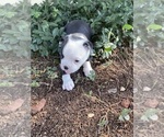 Small #3 Boston Terrier