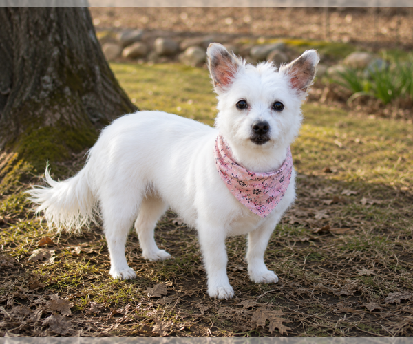 Medium Photo #13 Chihuahua-Unknown Mix Puppy For Sale in Caldwell, NJ, USA