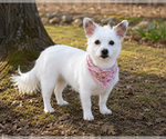 Small #12 Chihuahua Mix