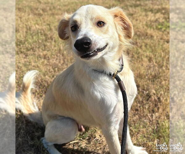 Medium Photo #4 Colonial Cocker Spaniel-Retriever  Mix Puppy For Sale in Washington, DC, USA